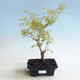 Outdoor bonsai - Acer palmatum Butterfly - 1/2