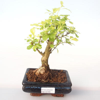 Indoor bonsai - Duranta erecta Aurea PB2191999 - 1