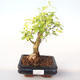 Indoor bonsai - Duranta erecta Aurea PB2191999 - 1/3