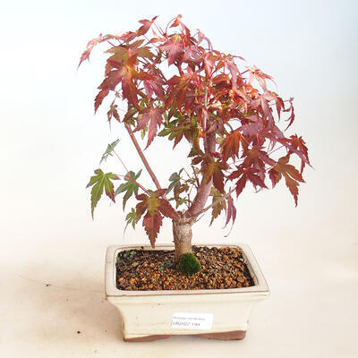 Outdoor bonsai - Acer pal. Sango Kaku - Palm Maple