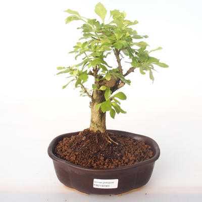 Indoor bonsai - Duranta erecta Aurea PB2192001 - 1
