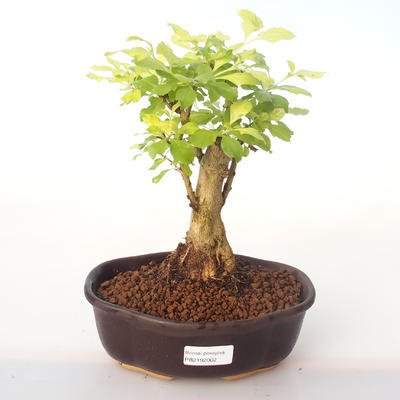 Indoor bonsai - Duranta erecta Aurea PB2192002 - 1