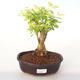 Indoor bonsai - Duranta erecta Aurea PB2192002 - 1/3