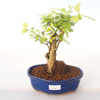 Indoor bonsai - Duranta erecta Aurea PB2192003 - 1