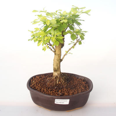 Indoor bonsai - Duranta erecta Aurea PB2192004 - 1