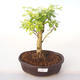 Indoor bonsai - Duranta erecta Aurea PB2192004 - 1/3