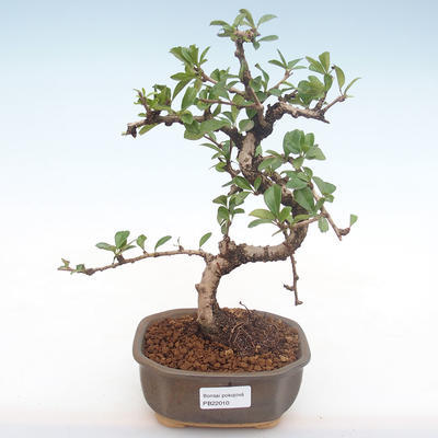 Indoor bonsai - Carmona macrophylla - Tea fuki PB2210 - 1
