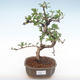 Indoor bonsai - Carmona macrophylla - Tea fuki PB2210 - 1/5