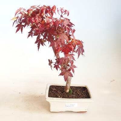 Outdoor bonsai - Acer pal. Sango Kaku - Palm Maple