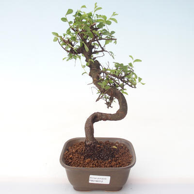Indoor bonsai - Ulmus parvifolia - Small leaf elm PB2192012 - 1