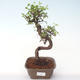 Indoor bonsai - Ulmus parvifolia - Small leaf elm PB2192012 - 1/3
