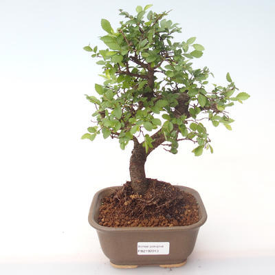 Indoor bonsai - Ulmus parvifolia - Small leaf elm PB2192013 - 1