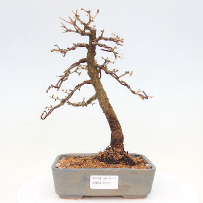Outdoor bonsai -Larix decidua - Deciduous larch - 1