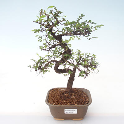 Indoor bonsai - Ulmus parvifolia - Small leaf elm PB2192014 - 1