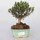 Room bonsai - Buxus harlandii - cork buxus - 1/5