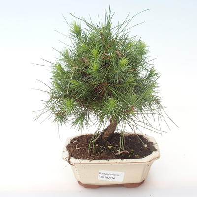Indoor bonsai-Pinus halepensis-Aleppo pine PB2192016