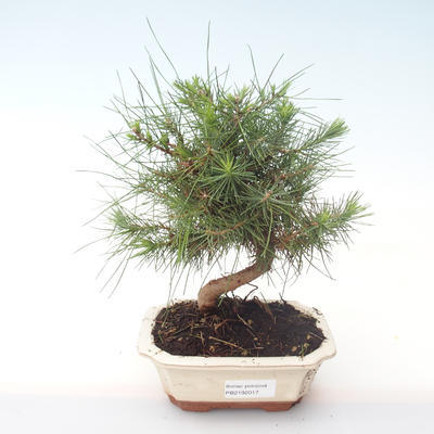 Indoor bonsai-Pinus halepensis-Aleppo pine PB2192017