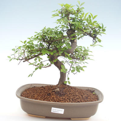 Indoor bonsai - Ulmus parvifolia - Small leaf elm PB22019 - 1
