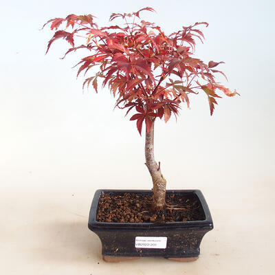 Outdoor bonsai - Acer palm. Atropurpureum-Red palm leaf