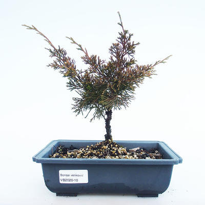 Outdoor bonsai - Juniperus chinensis Itoigawa-Chinese juniper VB2020-10