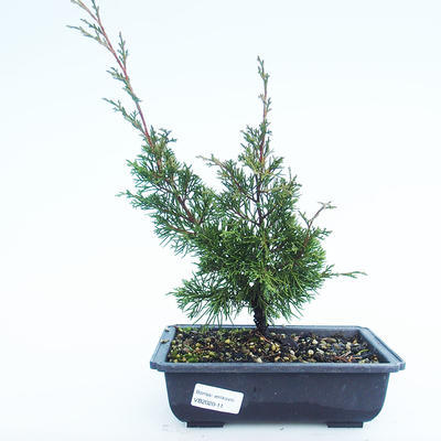 Outdoor bonsai - Juniperus chinensis Itoigawa-Chinese juniper VB2020-11