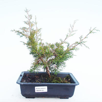 Outdoor bonsai - Juniperus chinensis Itoigawa-Chinese juniper VB2020-16