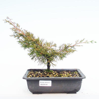 Outdoor bonsai - Juniperus chinensis Itoigawa-Chinese juniper VB2020-20