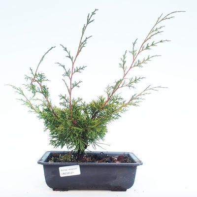 Outdoor bonsai - Juniperus chinensis Itoigawa-Chinese juniper VB2020-21