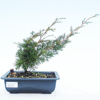 Outdoor bonsai - Juniperus chinensis Itoigawa-Chinese juniper VB2020-26