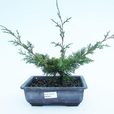 Outdoor bonsai - Juniperus chinensis Itoigawa-Chinese juniper VB2020-3