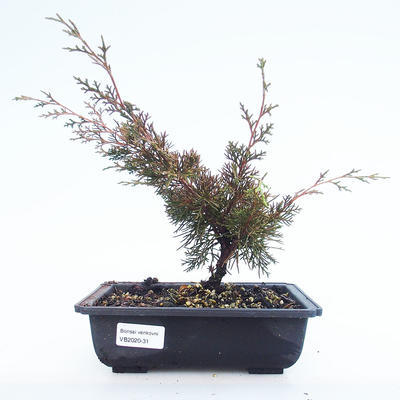 Outdoor bonsai - Juniperus chinensis Itoigawa-Chinese juniper VB2020-31