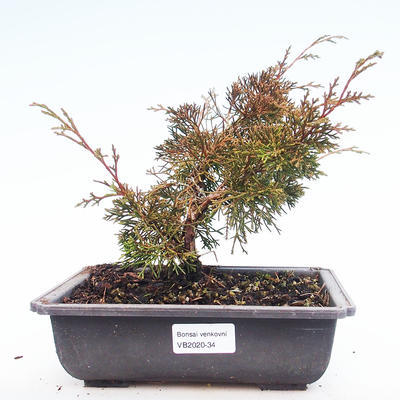 Outdoor bonsai - Juniperus chinensis Itoigawa-Chinese juniper VB2020-34