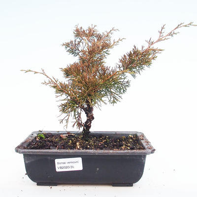 Outdoor bonsai - Juniperus chinensis Itoigawa-Chinese juniper VB2020-35
