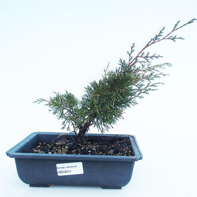 Outdoor bonsai - Juniperus chinensis Itoigawa-Chinese juniper VB2020-4