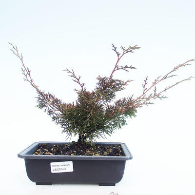 Outdoor bonsai - Juniperus chinensis Itoigawa-Chinese juniper VB2020-42