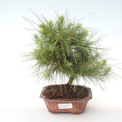 Indoor bonsai-Pinus halepensis-Aleppo pine PB2192020