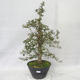 Outdoor bonsai - Hawthorn pink flowers - Crataegus laevigata paul´s Scarlet - 1/7