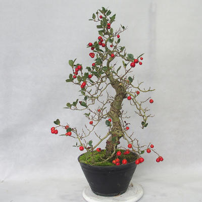 Outdoor bonsai - Hawthorn white flowers - Crataegus laevigata - 1
