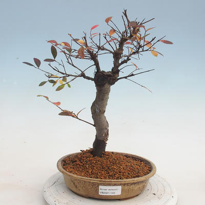Outdoor bonsai-Ulmus parviflora-Small-leaved clay