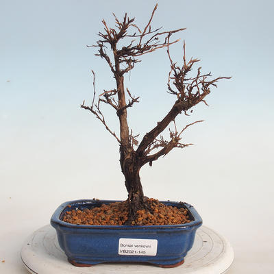 Outdoor bonsai-Cinquefoil - Potentila fruticosa yellow - 1