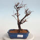 Outdoor bonsai-Cinquefoil - Potentila fruticosa yellow - 1/5