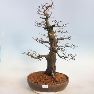 Outdoor bonsai -Carpinus betulus - Hornbeam - 1