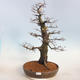 Outdoor bonsai -Carpinus betulus - Hornbeam - 1/5