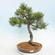 Outdoor bonsai - Pinus Mugo - Kneeling Pine - 1/5