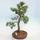 Outdoor bonsai - Pinus sylvestris - Scots pine - 1/5