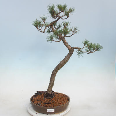 Outdoor bonsai - Pinus sylvestris - Scots Pine - 1
