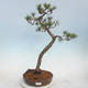 Outdoor bonsai - Pinus sylvestris - Scots Pine - 1/5