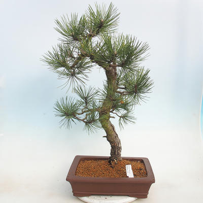 Outdoor bonsai - Pinus Nigra - Black pine - 1
