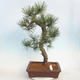 Outdoor bonsai - Pinus Nigra - Black pine - 1/5