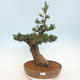 Outdoor bonsai - Taxus bacata - Red yew - 1/5